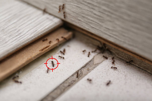 Best Best Pest Control Companies  in Farngton, MI